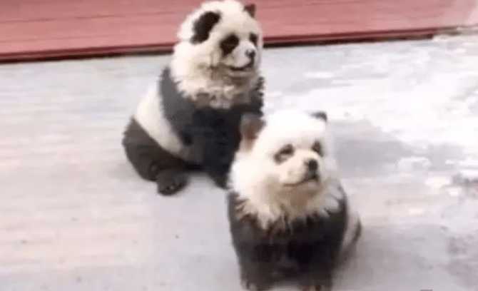 Controversia por zoológico chino que hizo pasar perritos por pandas