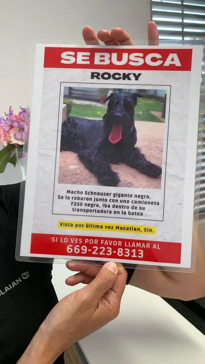 Perro Schnauzer llamado Rocky se busca en Mazatlán