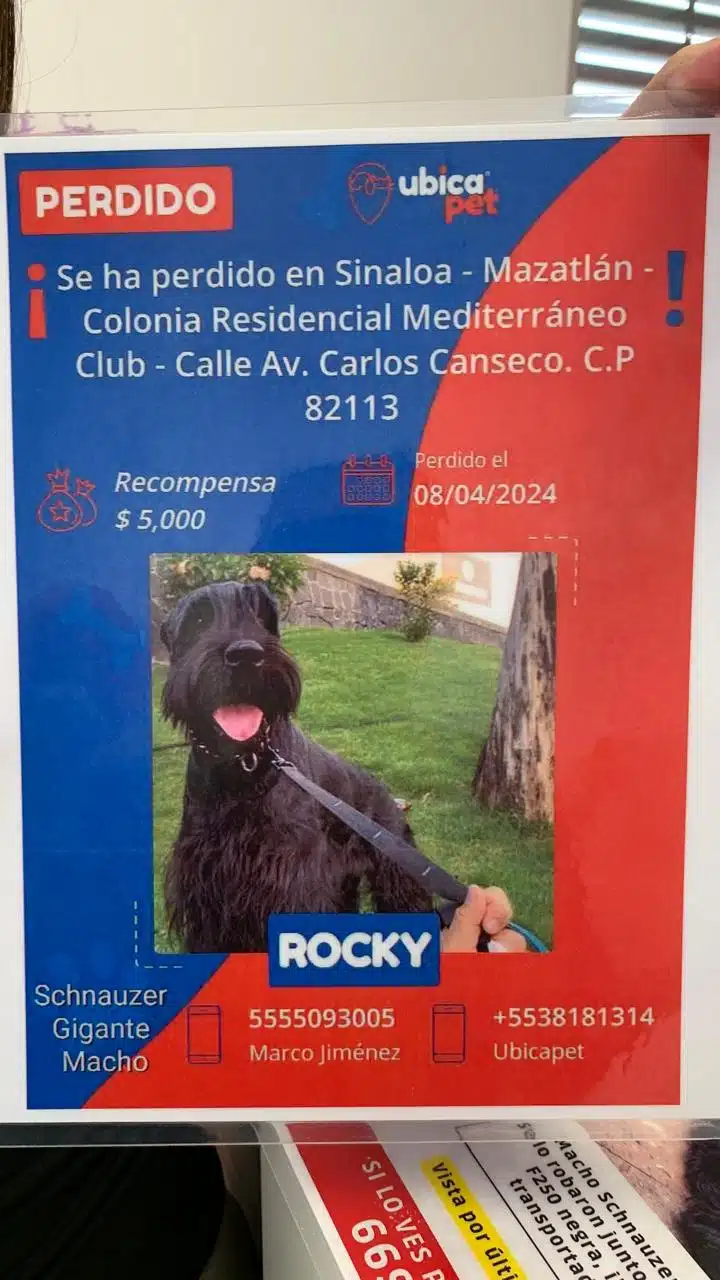 Perro Schnauzer llamado Rocky se busca en Mazatlán