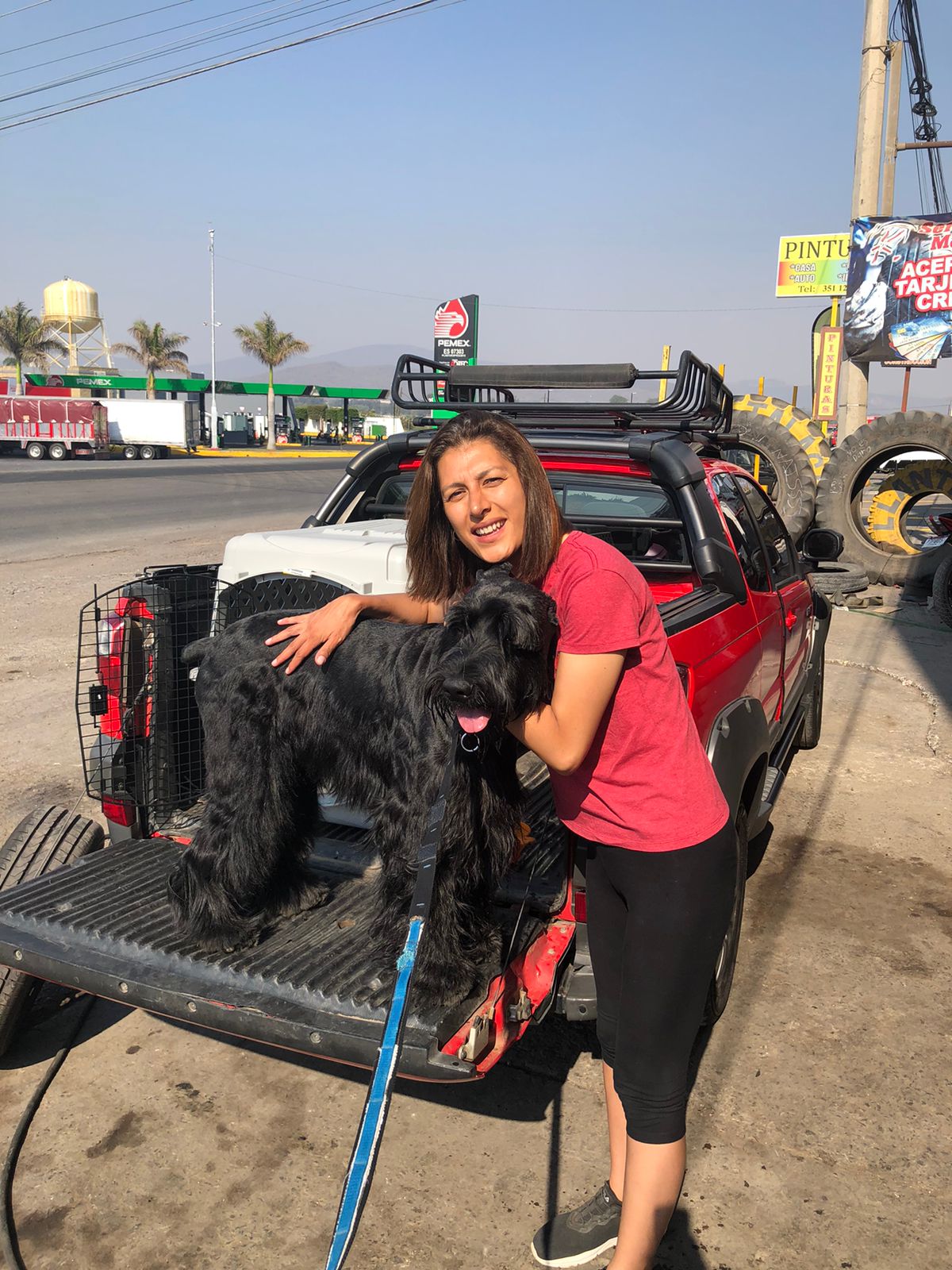 Perro Schnauzer llamado Rocky se busca en Mazatlán