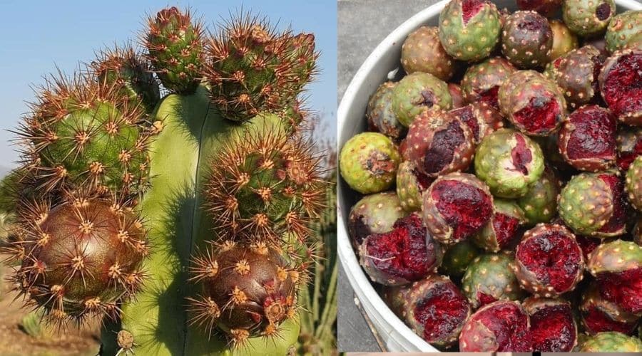 ¡Ve por ellas! Ya puedes encontrar Pitaya en mercados de Sinaloa