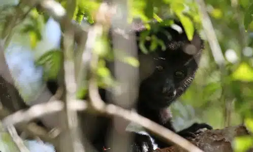 Primates en Chiapas