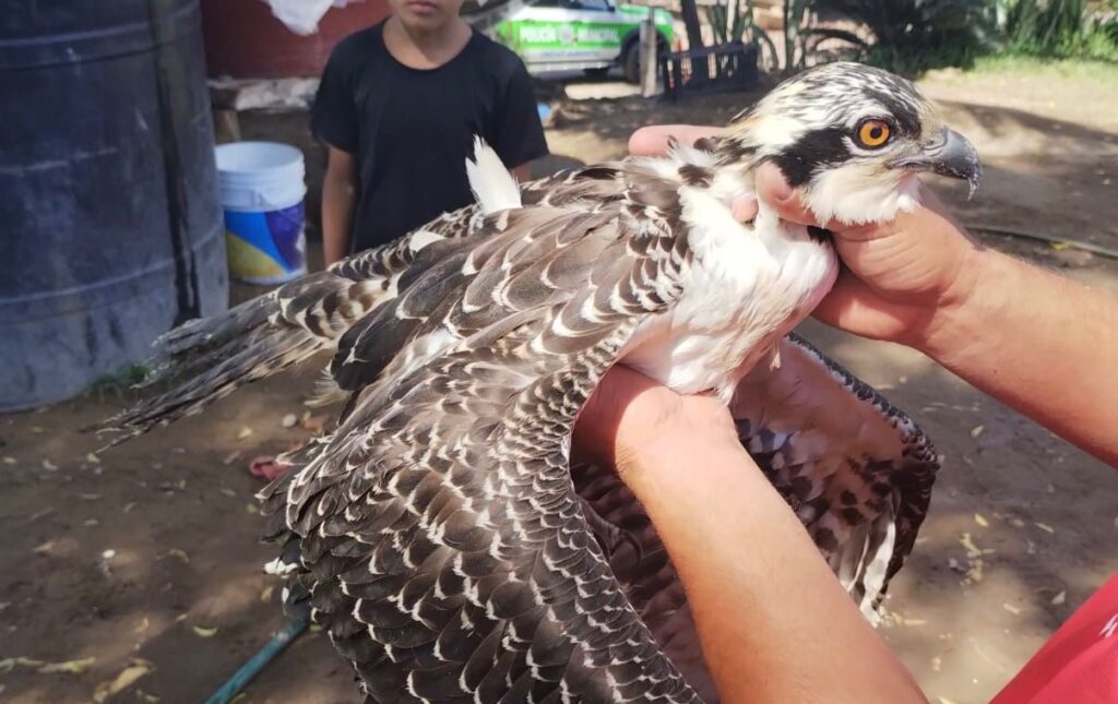 Autoridades de Protección al Ambiente auxilian a la águila atrapada