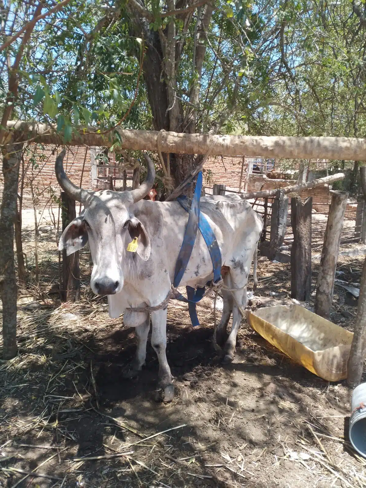 Productores de Escuinapa confirman muerte de ganado por sequía
