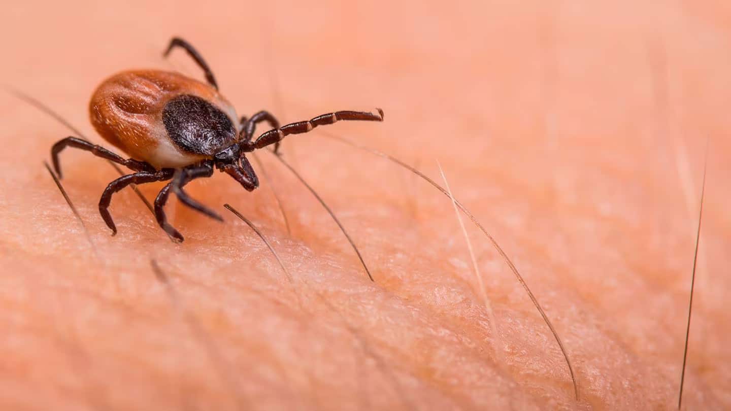 Una garrapata en la piel de una persona