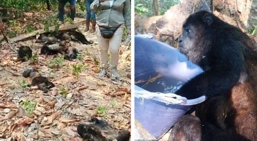 Semarnat investiga muerte de monos aulladores