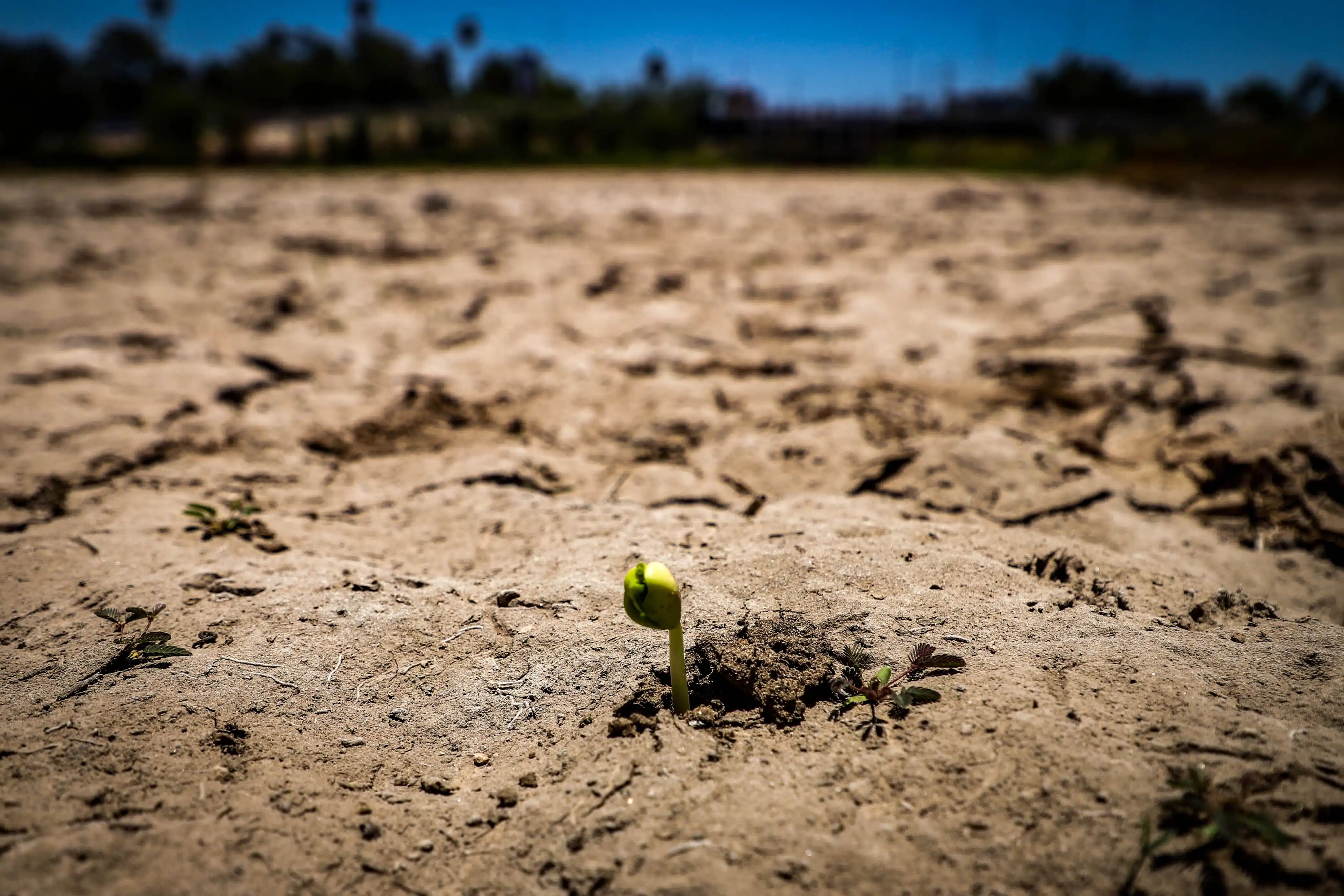Sequía extrema en México impactará en la agricultura