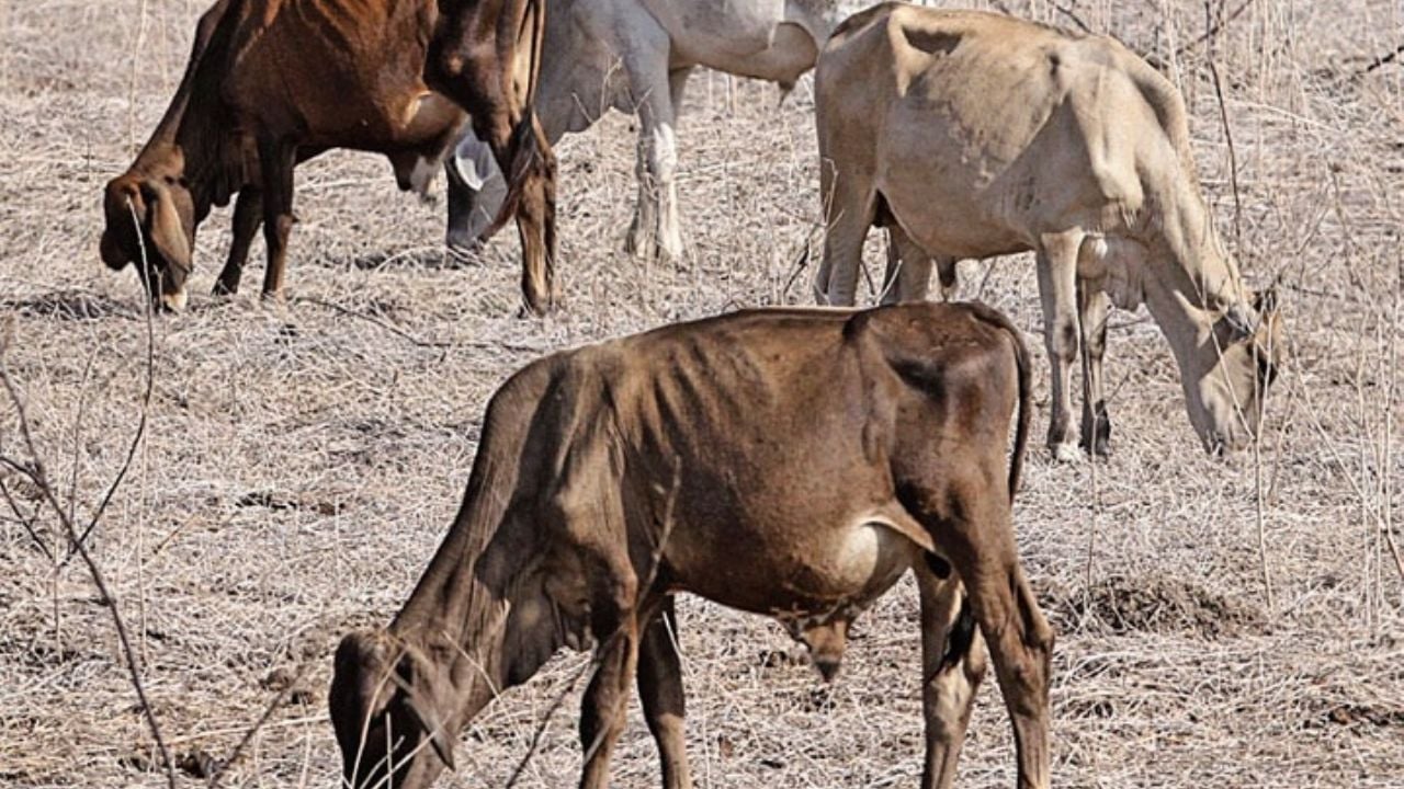 Vacas pastan en Choix