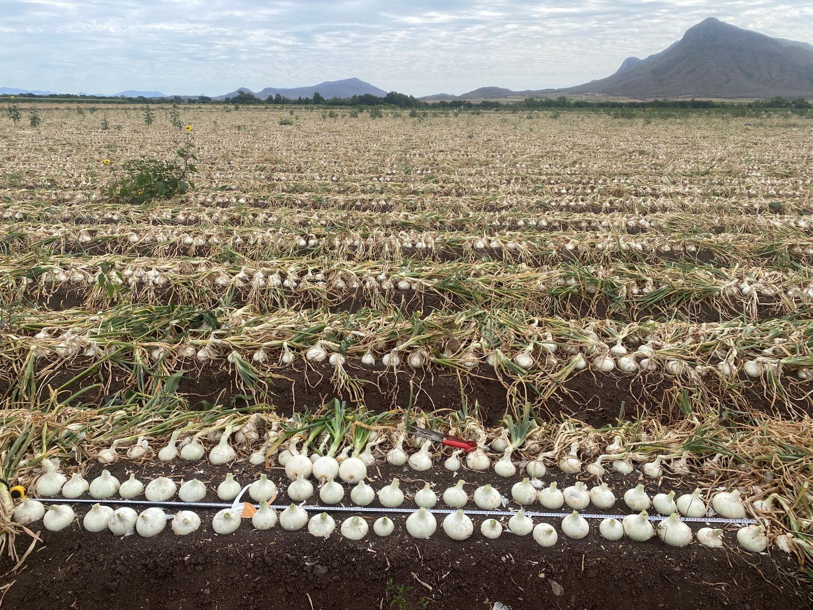 Siembra de cebolla en el campo