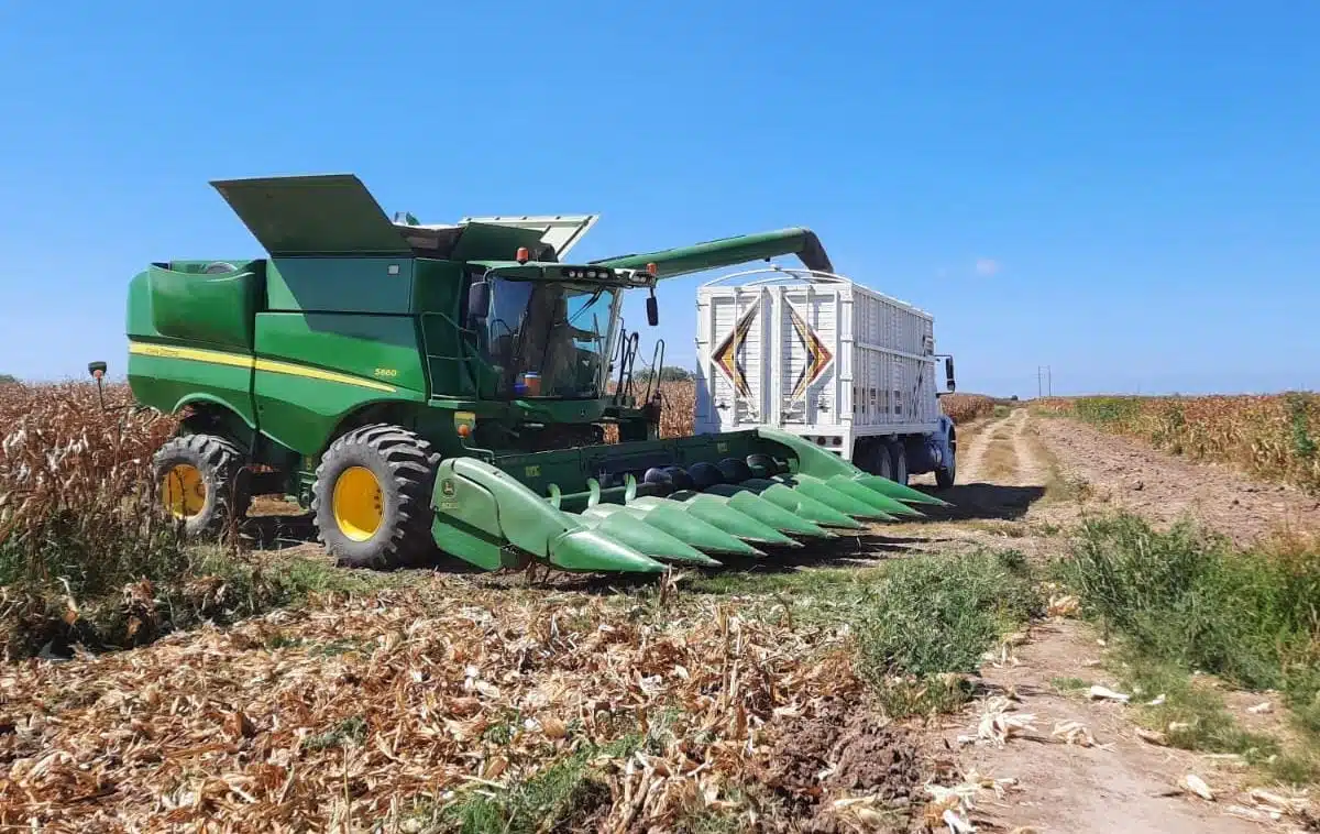 Trilladora en campos de maíz de Sinaloa