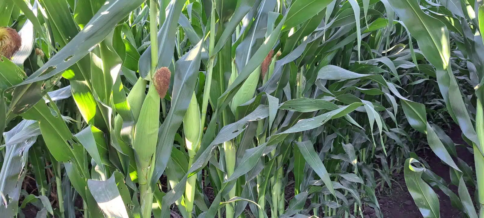 Siembra de maíz en Sinaloa