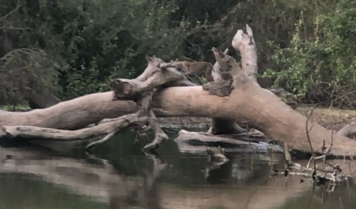 Linces en las riberas del río Sinaloa