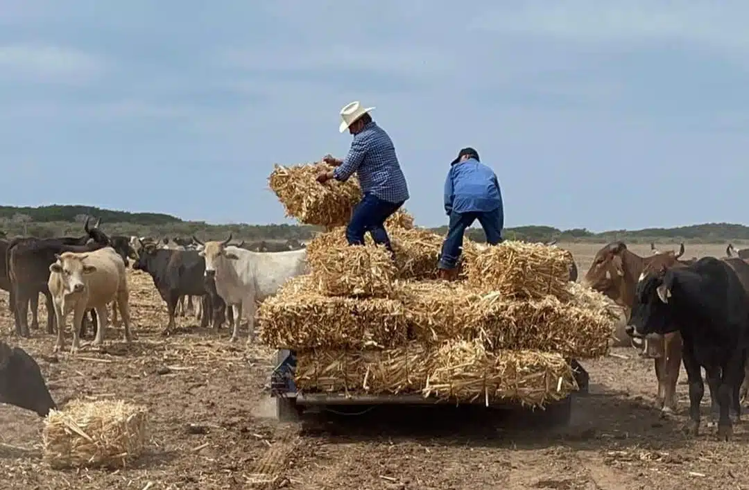 Ganaderos con pacas de pasto