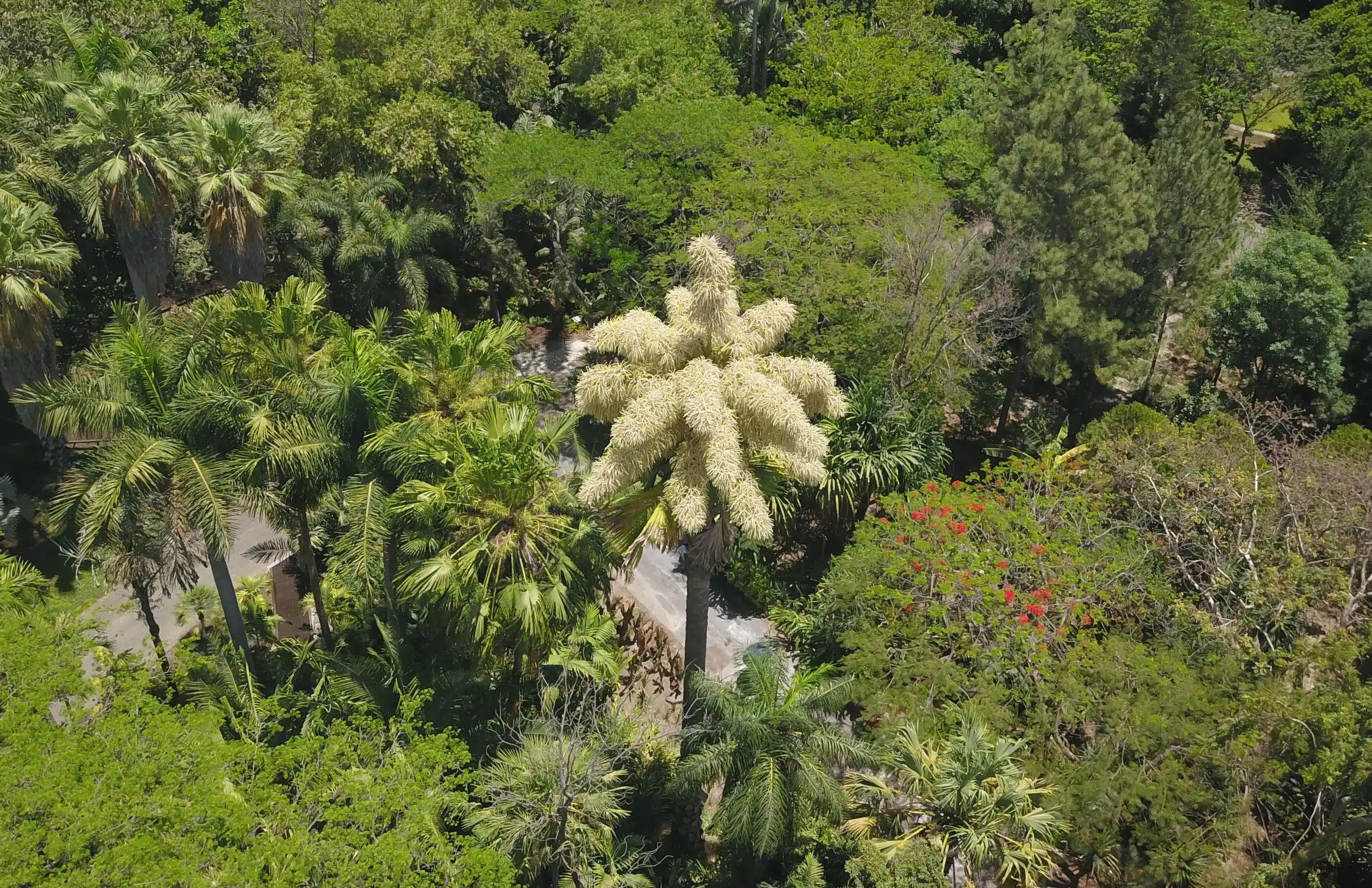 Jardín Botánico donará ejemplares de palma Talipot