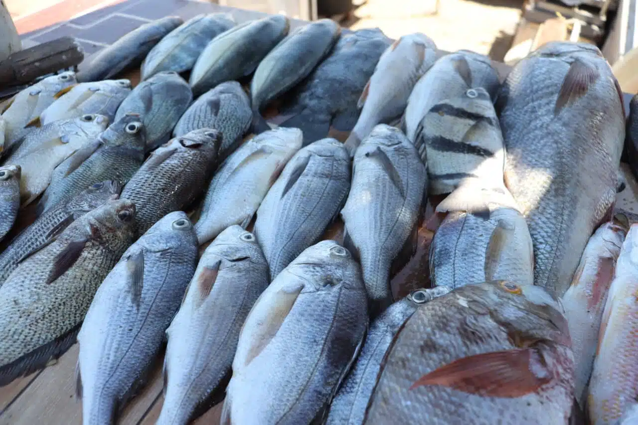 Aumenta la captura de “pajarito” en Mazatlán.