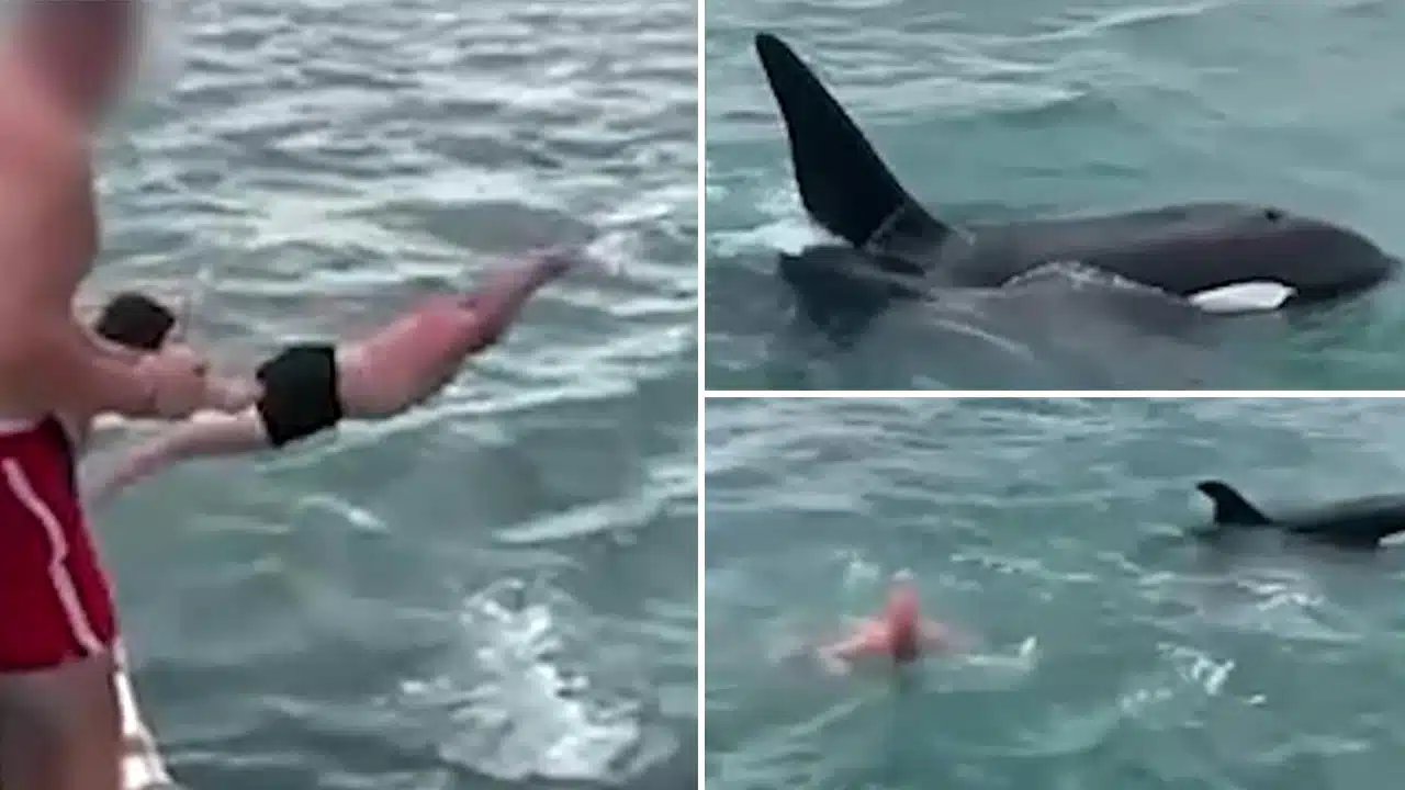 ¡Insólito! Hombre salta al mar para tocar a una orca y a su cría