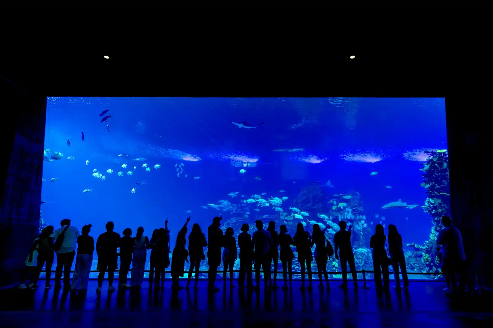 Visitantes en el acuario de Mazatlán