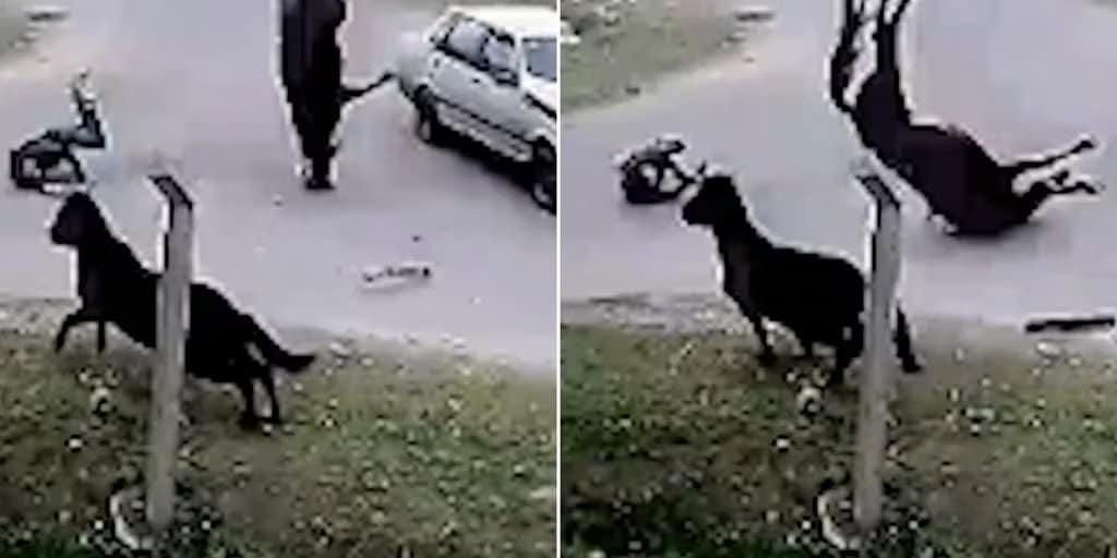 Un joven y un caballo son atropellados por un auto en Argentina