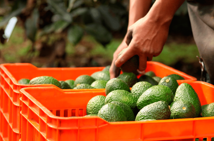 Exportación de aguacate desde Michoacán se reactivará el 3 de julio