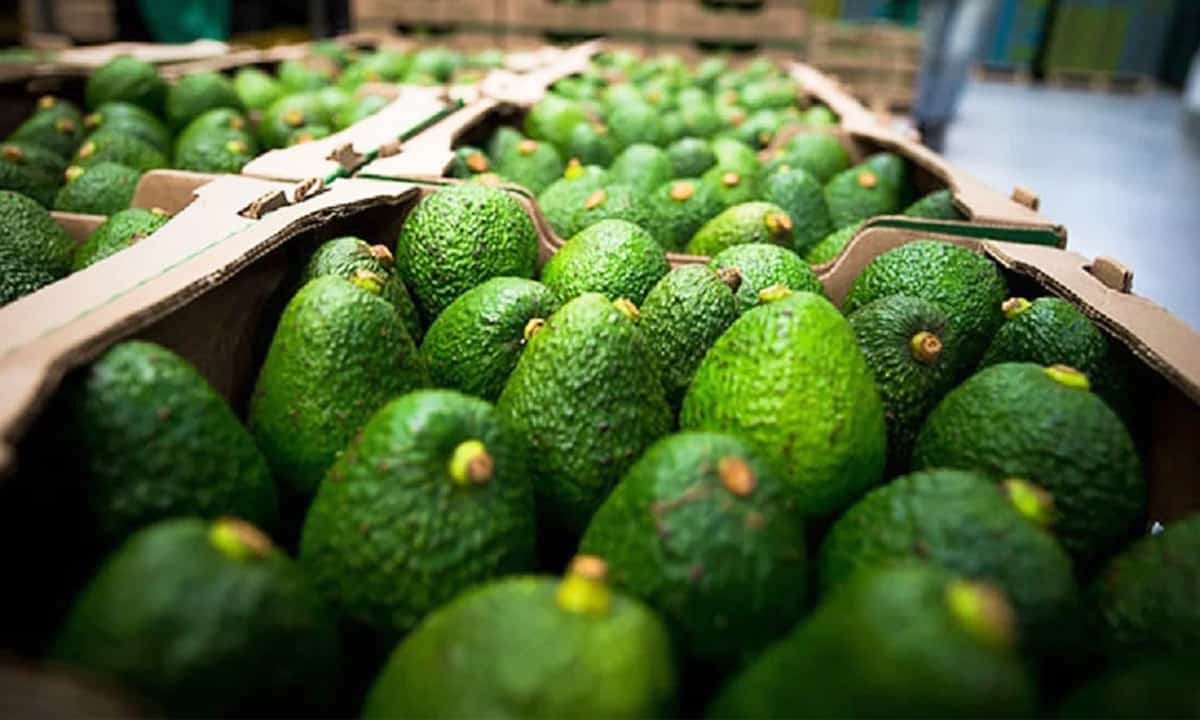 EU suspende importación de aguacate desde Michoacán