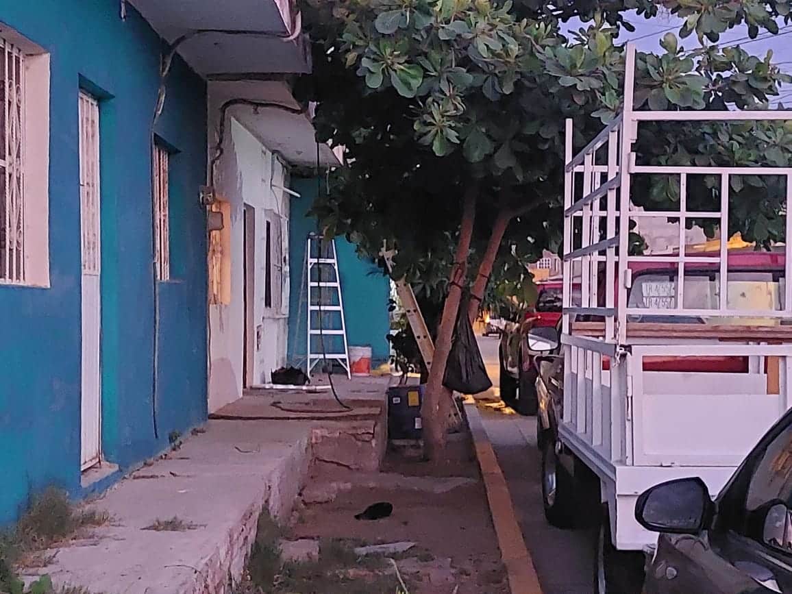 Lugar en donde las personas y el pequeño perro fueron picados por las abejas