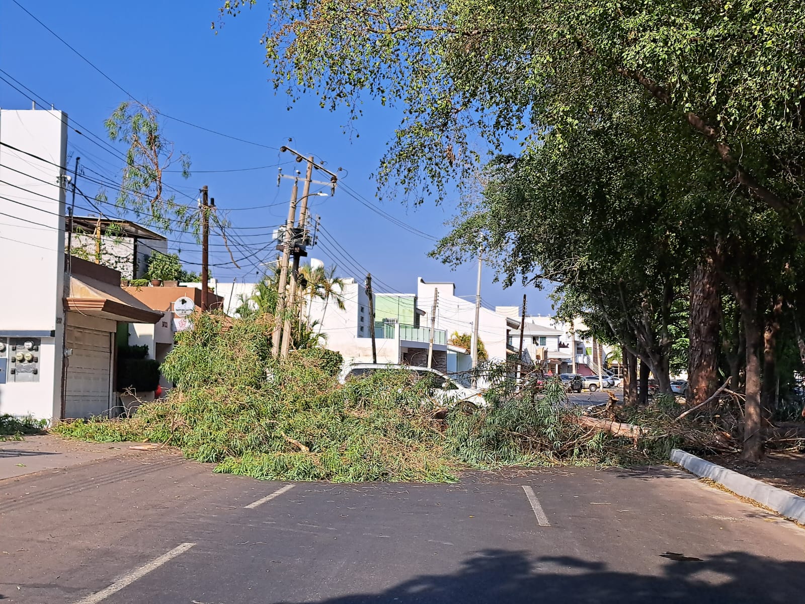 El árbol cayó de viejo y un automóvil Honda Civic, color gris, de modelo reciente, resultó con daños en la carrocería.