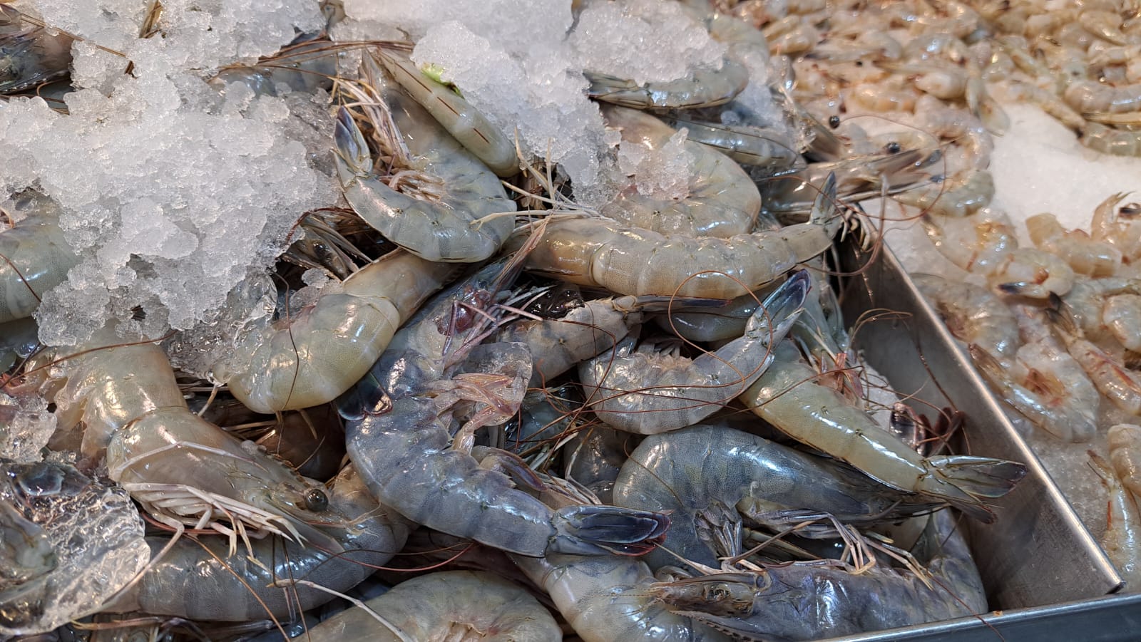 Coepriss hace revisión a establecimientos ante ola de calor