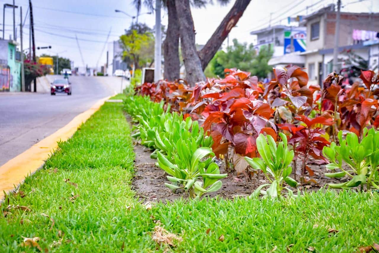 Camellón central de una avenida de Mazatlán