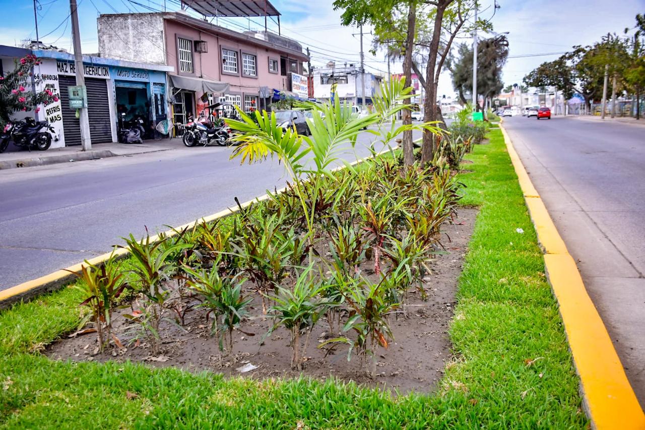 Camellón central de una avenida de Mazatlán