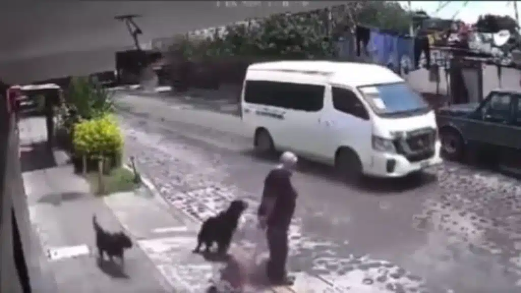 Captan momento en que perros atacan a una abuelita; habría ocurrido en Querétaro