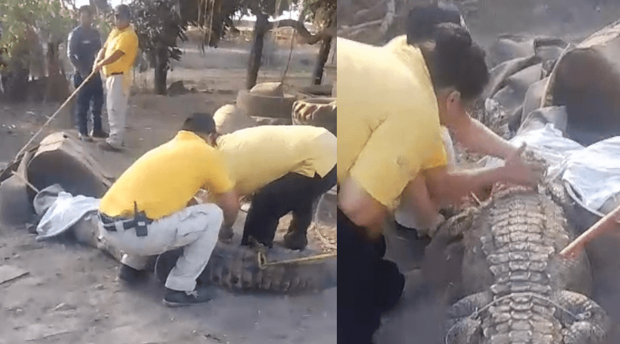 Autoridades capturaron un cococdrilo en un domicilio de Navolato