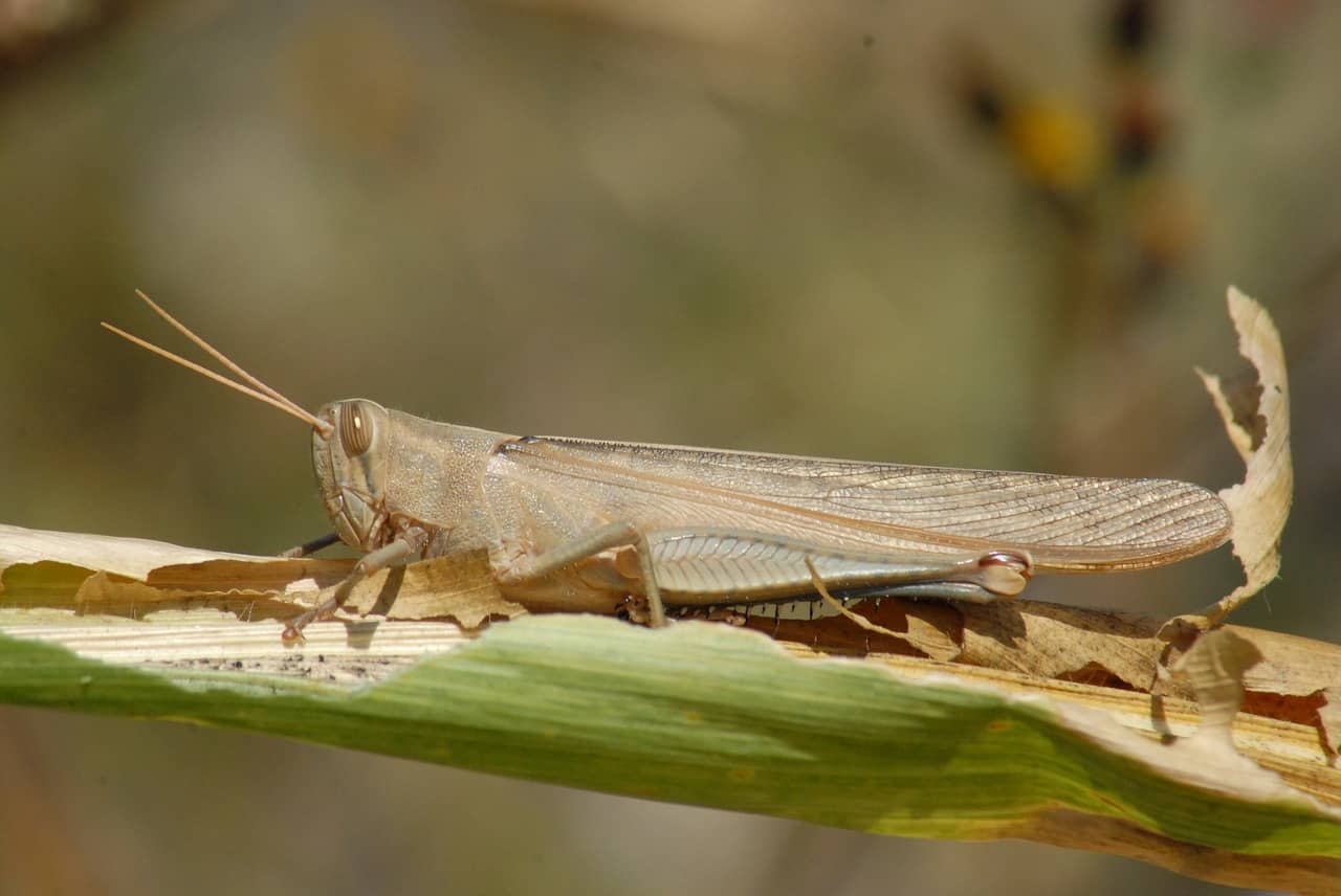 Chapulín en una hoja