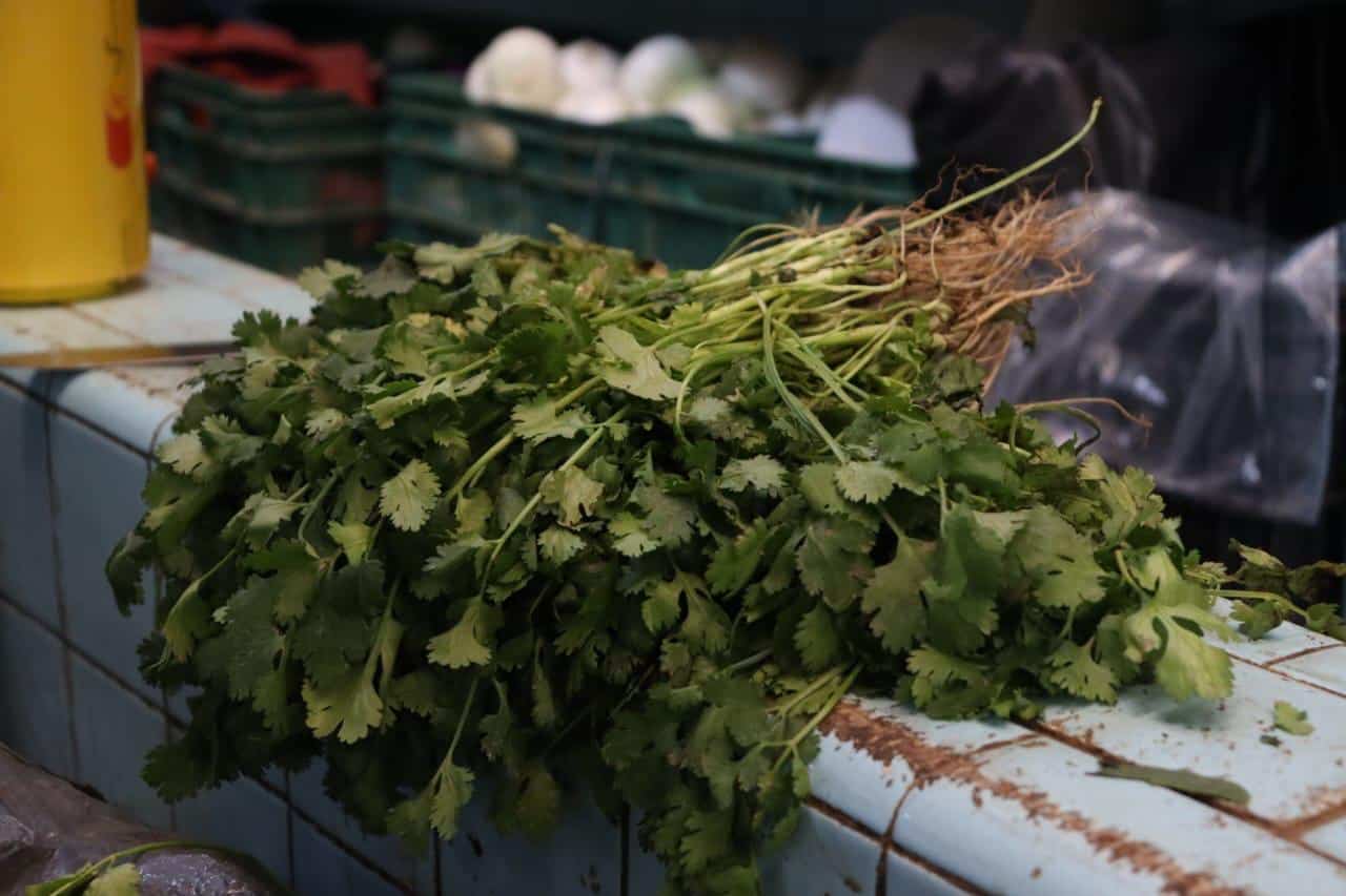 Racimo de cilantro