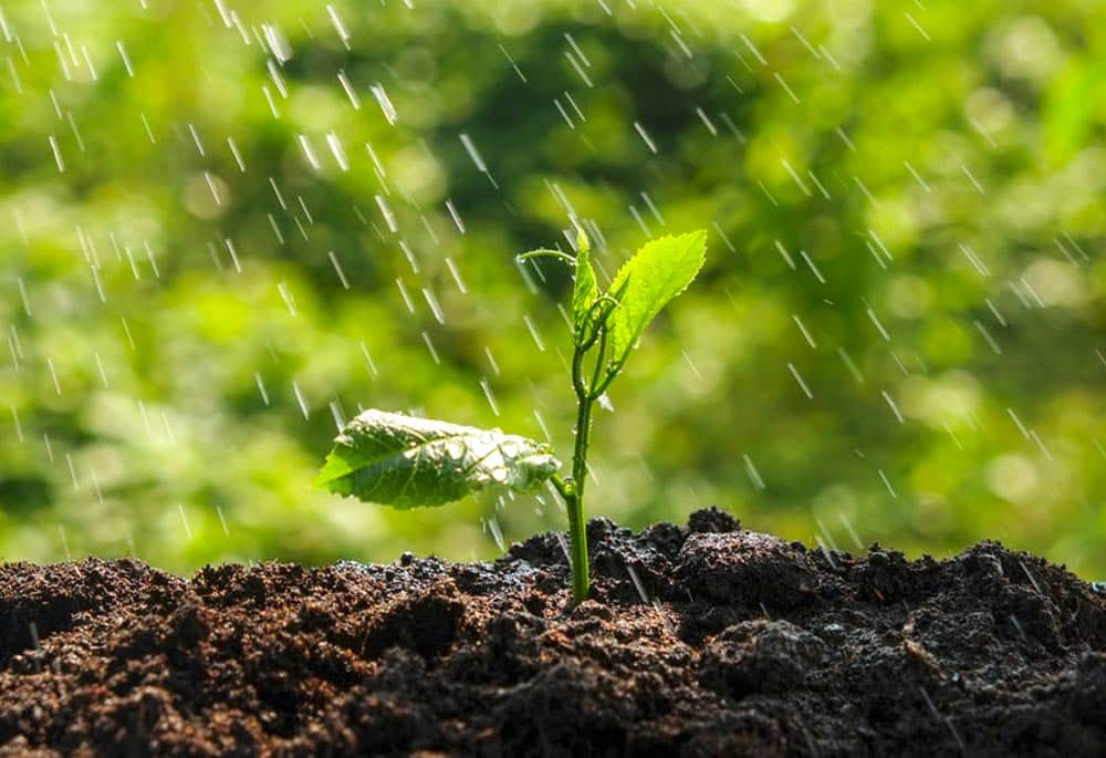 Gotas de agua cayendo sobre un cultivo