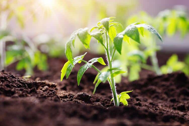 Cultivo en el campo agrícola