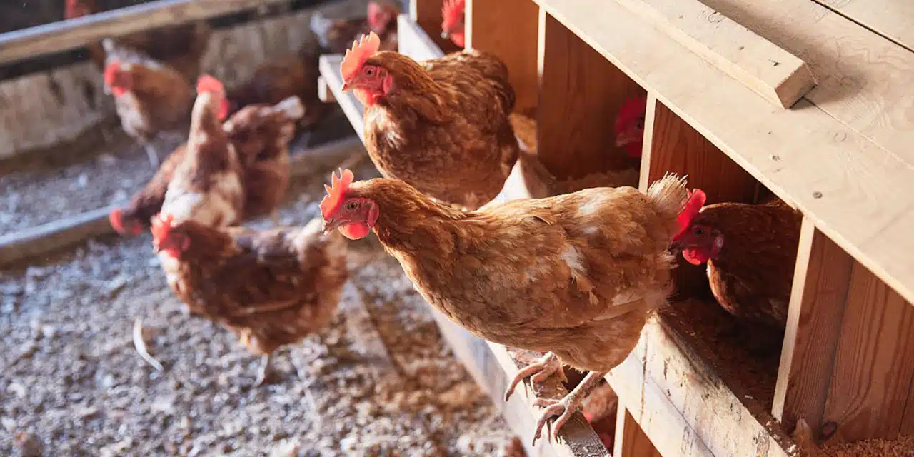 Denuncian muerte de más de 2 mil gallinas por fuerte calor en Yucatán