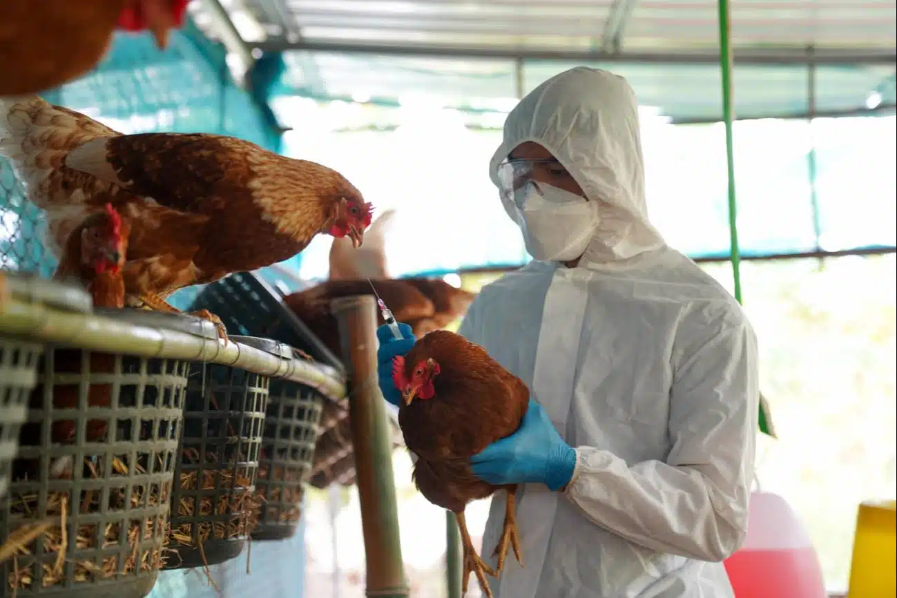 Descarta Estados Unidos riesgo de pandemia por gripe aviar
