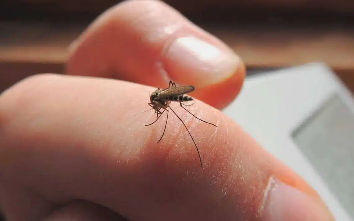 Diagnostican dos casos de dengue en Coahuila