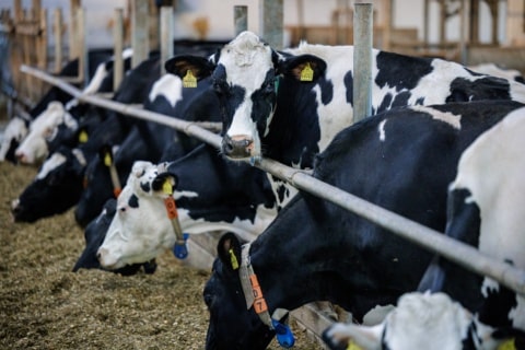enfermades de origen animal que más contagian a las personas