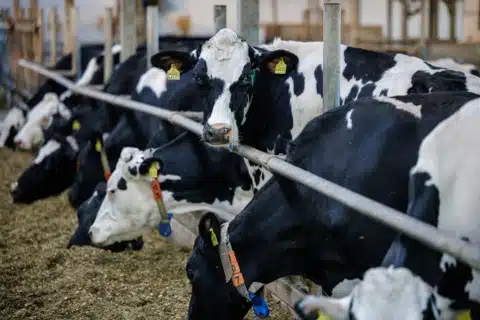 El 10 de las vacas en Colorado, Estados Unidos, muestra síntomas de gripe aviar