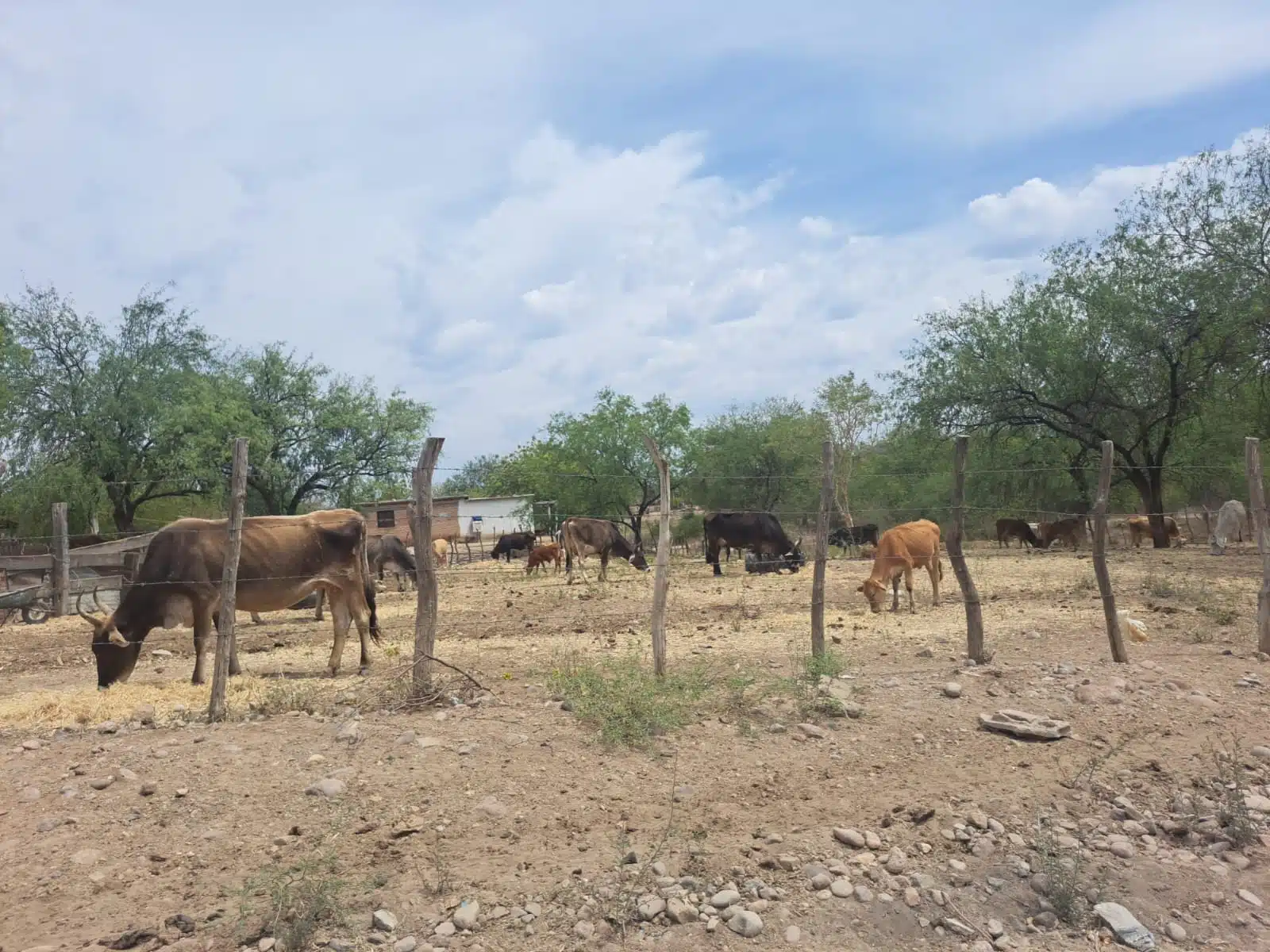 Grupo de bovinos en una ganadería de la sierra de Sinaloa