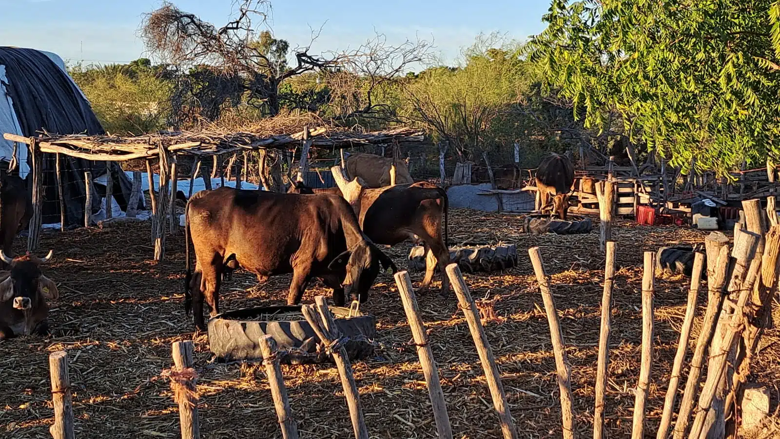 Vacas encerradas en un corral de Culiacán