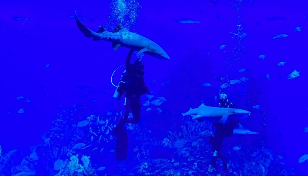 Tiburones en el acuario de Mazatlán