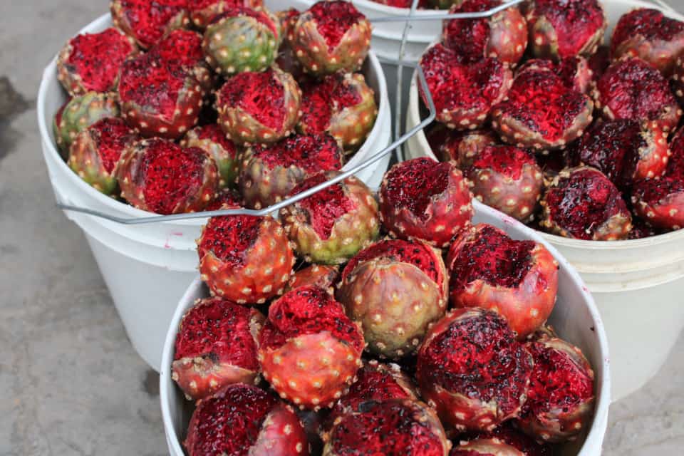 Cubetas con Pitayas en San Ignacio, Sinaloa