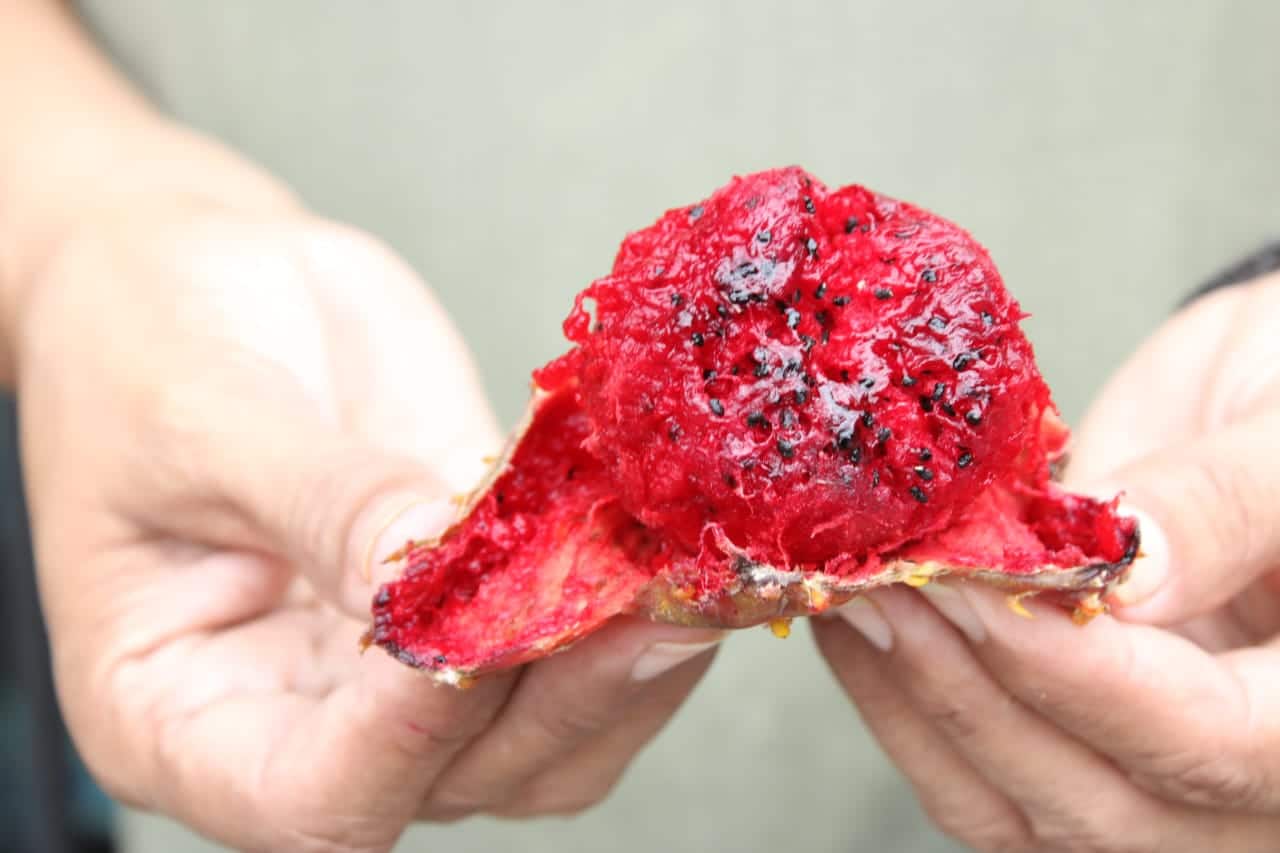 Pitaya en San Ignacio Close UP