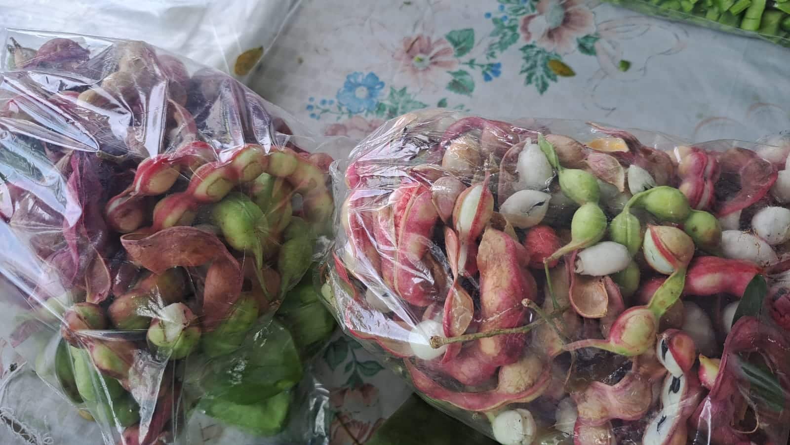 Guamúchiles de Choix