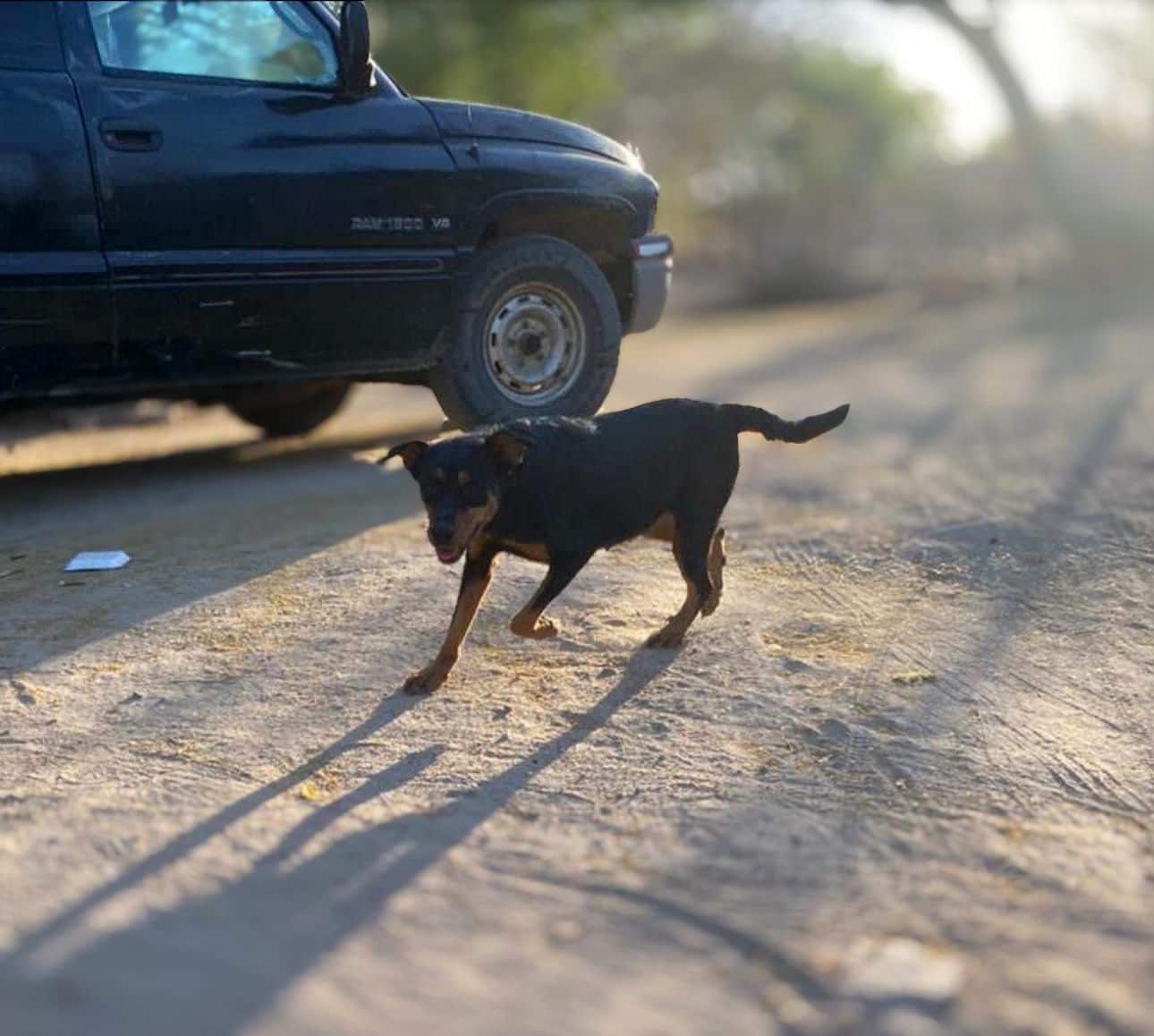 Perrita Leydi asesinada en Choix