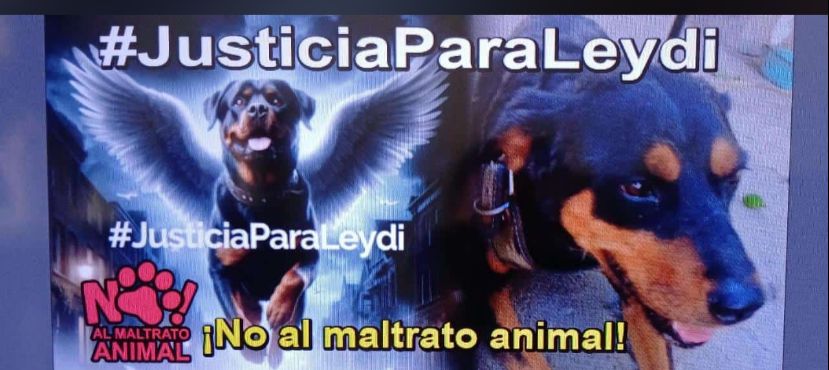 Perrita Leydi asesinada en Choix