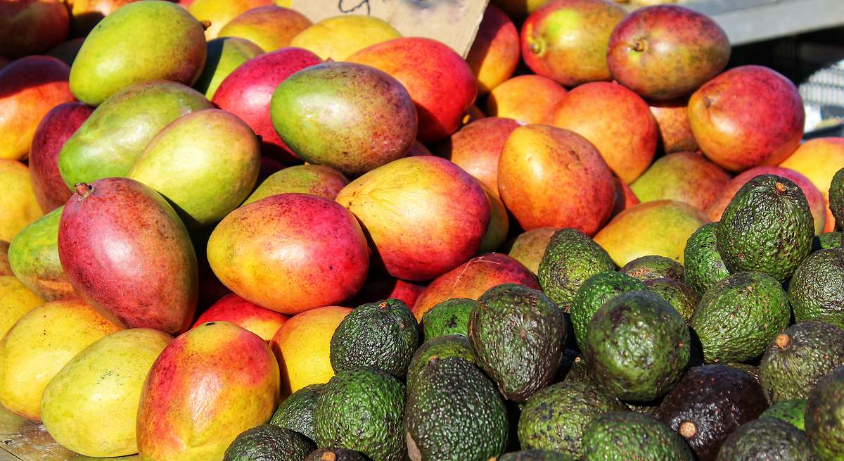 Inspectores de sanidad de EU regresarán gradualmente a empacadoras de aguacate y mango en Michoacán