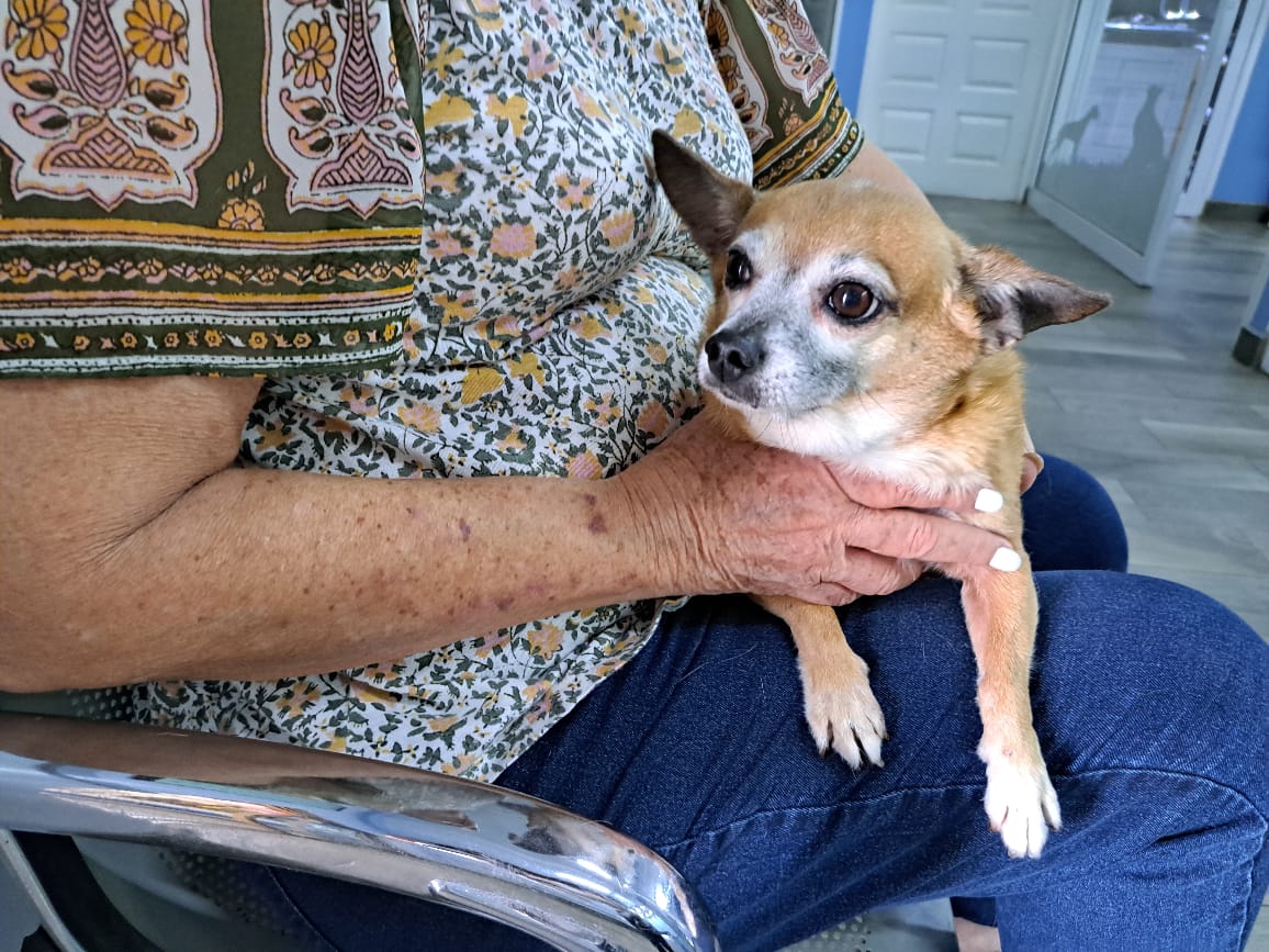 Perrita asistiendo a una consulta en la veterinaria